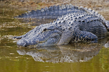 Image showing Alligator