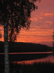 Image showing tree in the sunset