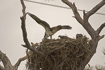 Image showing Osprey