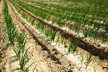 Image showing Onions field