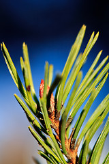 Image showing Closeup of spruce needles