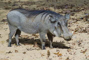 Image showing Wild boar 