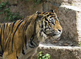 Image showing Royal bengal tiger 