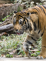 Image showing Royal bengal tiger 