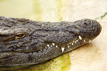 Image showing A crocodile is always alert 