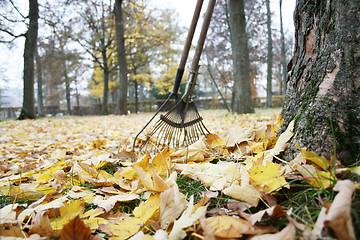 Image showing Colorful foliage