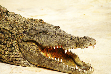 Image showing Alligator shows teeth 