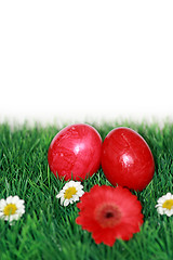 Image showing Red Easter eggs in grass 