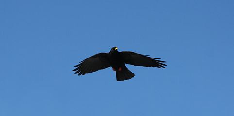 Image showing A black crow