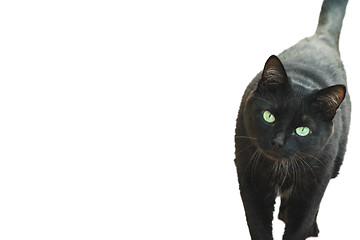 Image showing Black Cat