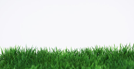 Image showing Green grass 