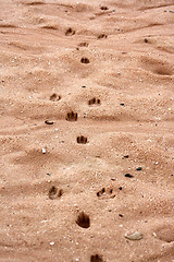 Image showing Footprints of animals