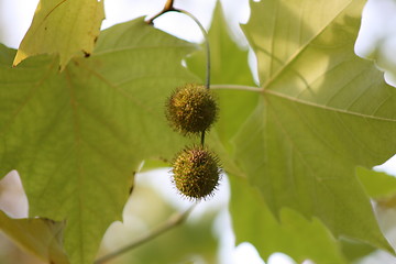 Image showing Green Autumn Leaves