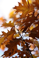 Image showing Colorful autumn leaves