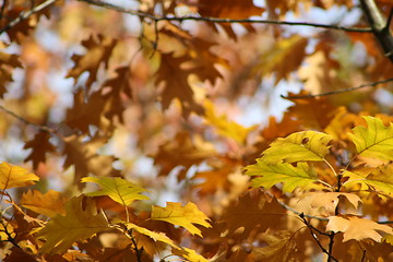 Image showing Yellow autumn leaves