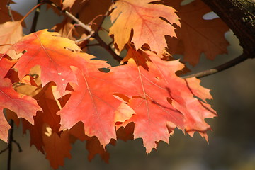 Image showing Rose Autumn Leaves