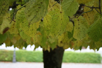 Image showing Autumn leaves