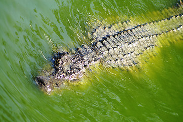 Image showing Crocodile - A dangerous fighter 