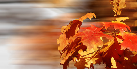 Image showing Golden leaves