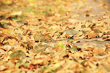 Image showing Autumn leaves