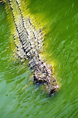 Image showing Alligator hunting in the river 
