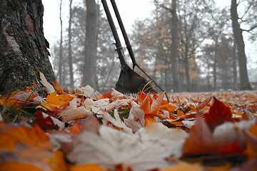 Image showing Foliage in the park