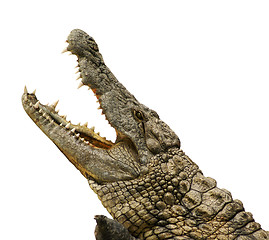 Image showing Alligator isolated