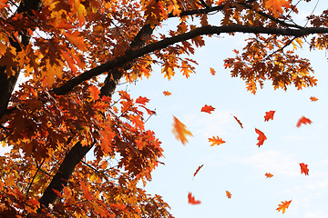 Image showing Falling autumn leaves