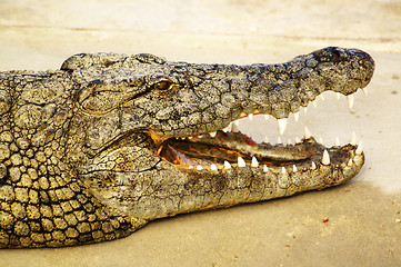 Image showing Alligator shows his teeth 