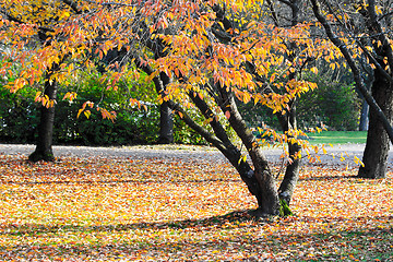 Image showing Park