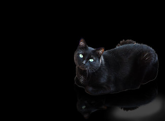 Image showing Black Kitty