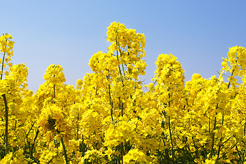 Image showing rape field