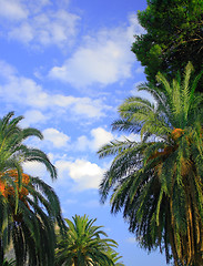 Image showing Palms