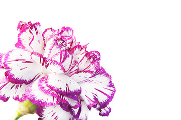 Image showing violet carnation over white background