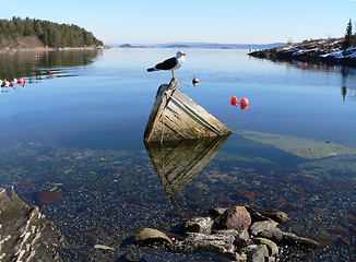 Image showing Seagull on wreck