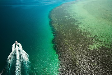 Image showing coral