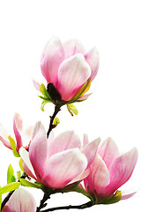 Image showing magnolia tree blossoms on white background