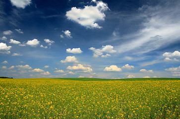 Image showing rape field