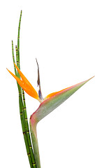 Image showing Strelitzia Reginae and reed