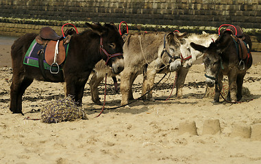 Image showing Donkey Ride