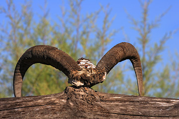 Image showing Bull skull with long horns 