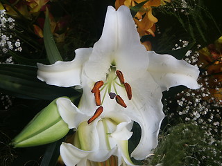 Image showing Lilies