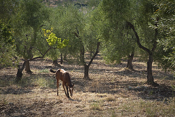 Image showing Foal alone in the world