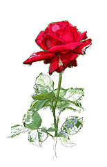 Image showing red rose