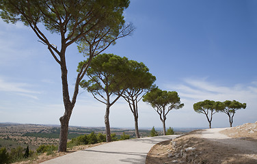 Image showing Pines and footpath