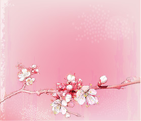 Image showing japanese cherry blossoms in full bloom 