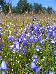 Image showing Bluebells