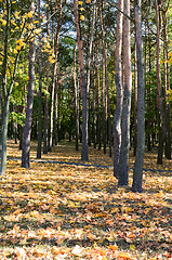 Image showing autumn park