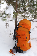 Image showing Backpack in snowy pine wood