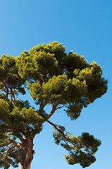 Image showing Old pine tree